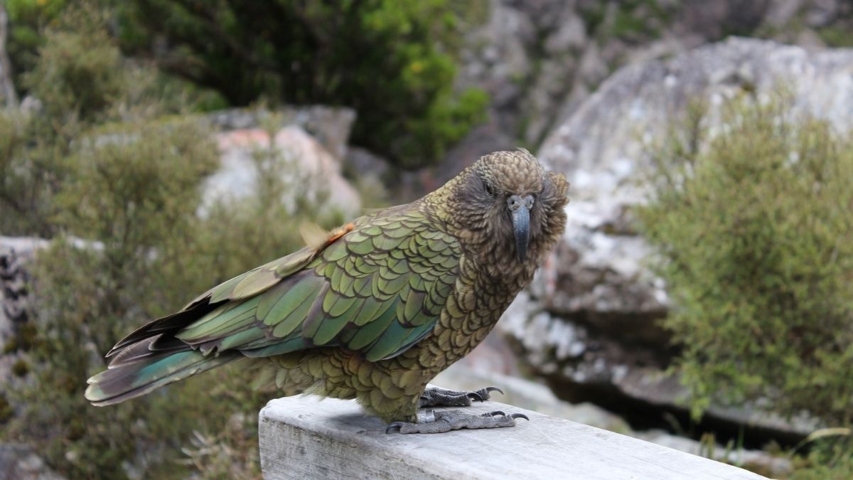 Kākāpō Longest lived bird